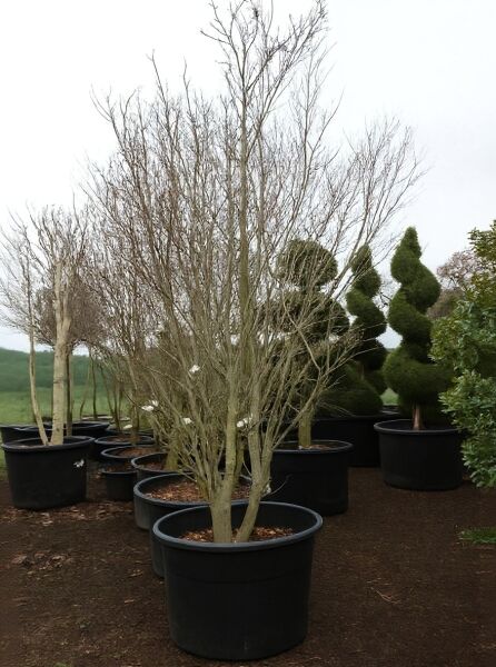 Japanischer Blumen-Hartriegel (Cornus kousa) 300-350 cm, C250, mehrstämmiger Baum im Container mit kahlen Zweigen.