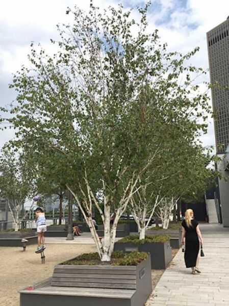 Weißrindige Himalaja-Birke mehrstämmig (Betula utilis jacquemontii) mit weißer Rinde und grünem Laub, mehrstämmiger Wuchsform