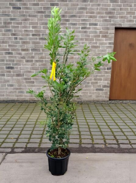 Quercus ilex (Stein-Eiche) Wintergrüne Eiche 100-125 cm C10, junger Baum im schwarzen Pflanztopf mit grünem Laub