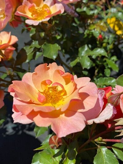 Bodendeckerrose 'Jazz' / Bodendeckerrose 'Jazz'