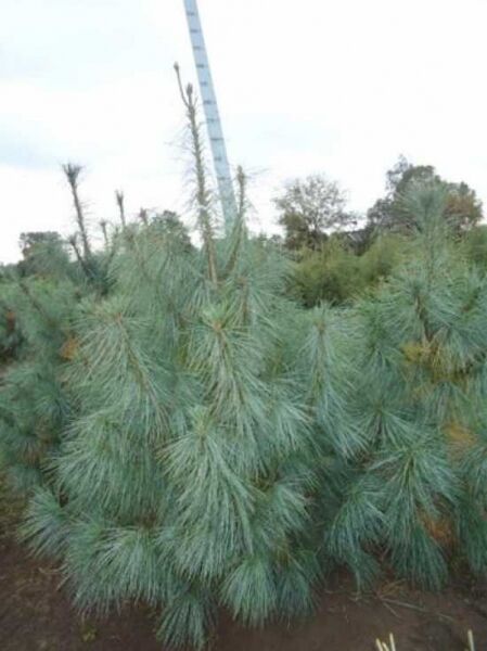 Pinus wallichiana (Tränen-Kiefer) 150-175 cm m. Db., immergrüne Kiefer mit langen, weichen, blaugrünen Nadeln in Büscheln