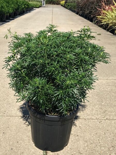 Choisya ternata 'White Dazzler', Orangenblume 'White Dazzler' 50-60 cm C20 im Topf, buschiger Strauch mit schmalen grünen Blättern.