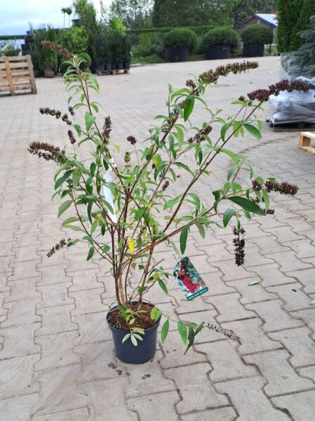 Sommerflieder Buddleja davidii 'Royal Red' im C3-Topf, 60–80 cm, verzweigte Pflanze mit schmalen grünen Blättern und dunklen Blütenrispen
