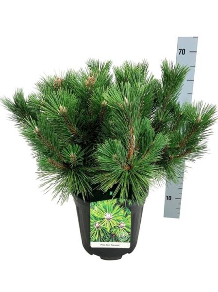 Japanische Schwarz-Kiefer / Japan-Schwarzföhre 'Sayonara' / Pinus thunbergii 'Sayonara'