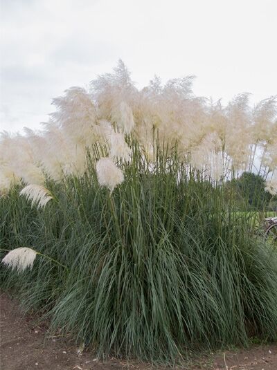 Hohes Pampasgras - Cortaderia selloana