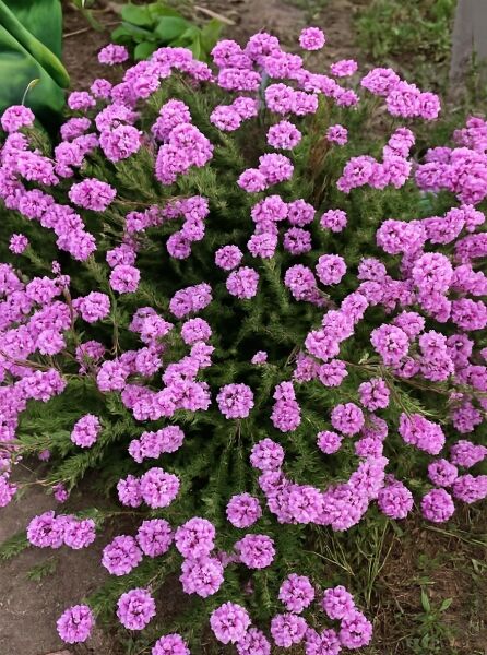 Steintäschel (Aethionema armenum) 'Warley Ruber' mit zahlreichen rosa Blütendolden und feinem, grünen Laub.