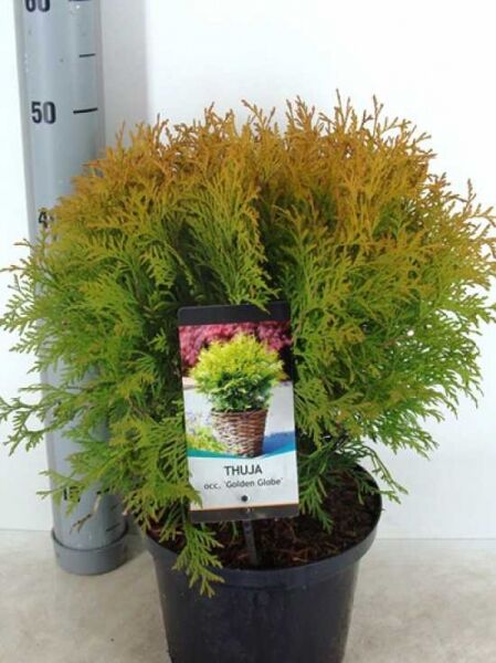 Thuja occidentalis 'Golden Globe' / Lebensbaum 'Golden Globe' 30-40 cm C7, kugelig wachsend im Topf mit goldgrünem Laub