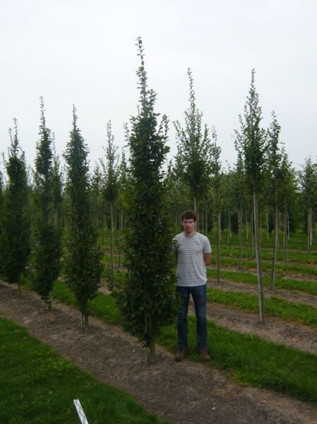 Säulen-Hainbuche Carpinus betulus 'Frans Fontaine' 300-350 cm mit Db., schlank aufrechter Baum in Baumschulreihe.