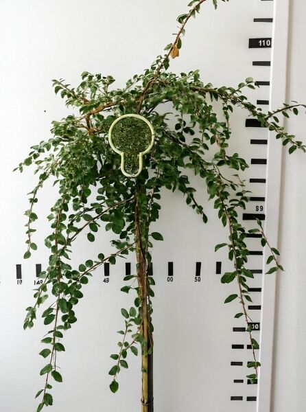 Cotoneaster radicans 'Eichholz' / Kriech-Zwergmispel 'Eichholz' 80 cm Stamm C4, Hochstamm mit überhängenden Trieben im Topf
