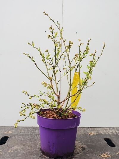 Vaccinium corymbosum 'Brigitta Blue' / Heidelbeere 'Brigitta Blue' im Topf, mehrtriebiger Strauch mit grünen Blättern und Knospen