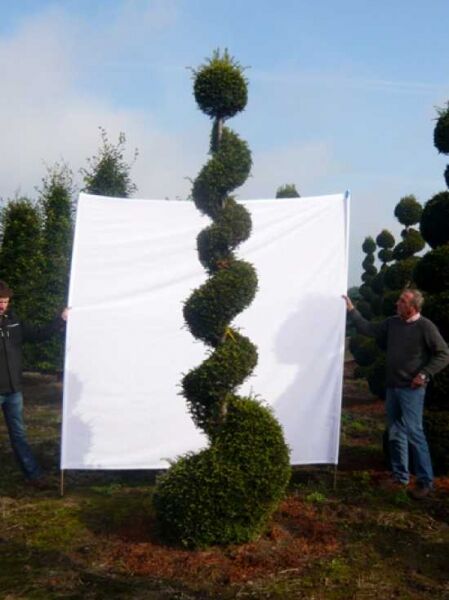 Garten-Bonsai Eibe (Taxus baccata), H: 300–350 cm, spiralförmig geschnittener Stamm mit kugeligen Formschnitten.