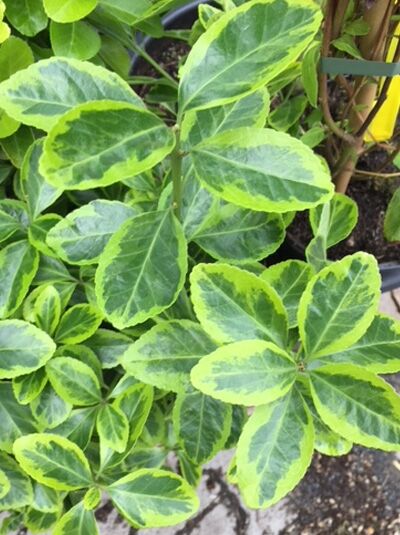Japanischer Spindelstrauch 'Ovatus Aureus' / Euonymus japonicus 'Ovatus Aureus'