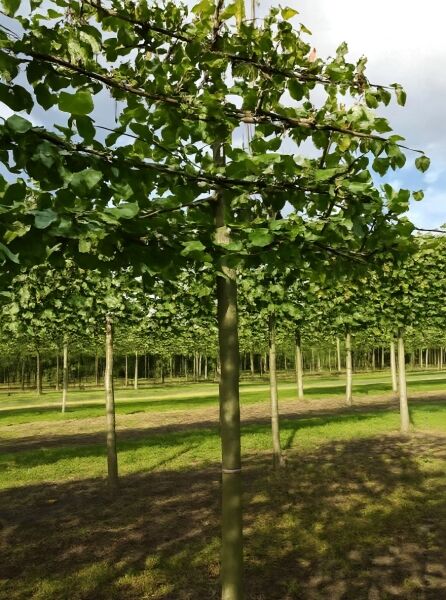 Kaiser-Linde (Tilia europaea Pallida) Hochstamm-Spalier mit geradem Stamm und waagerecht erzogenen Ästen, grünes Laub (H:130 B:210)