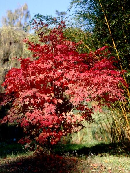 Acer palmatum 'Ariadne' (Fächerahorn ‚Ariadne‘) als mehrstämmiger Strauch mit roten, tief gelappten Blättern.