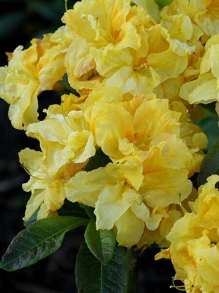 Azalea 'Yellow Cloud' / Laubabwerfende Azalee 'Yellow Cloud'