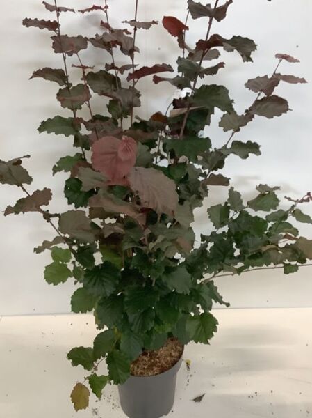 Corylus avellana 'Rote Zellernuss' / Rotblättrige Zellernuss, Strauch im Topf C12, 125-150 cm, mit rotgrünen Blättern.