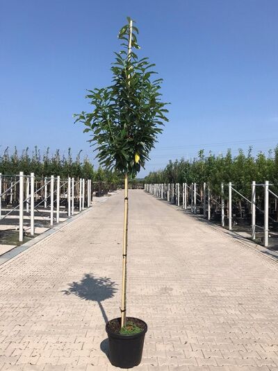 Prunus laurocerasus 'Genolia' Hochstamm, Kirschlorbeer 'Genolia' als Hochstamm im Container mit ca. 180 cm Stammhöhe und StU 8-10