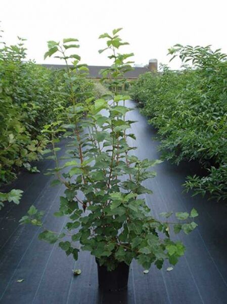 Gemeiner Schneeball  / Gemeiner Schneeball