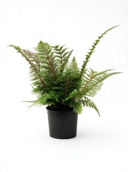 Schmaler Filigranfarn 'Proliferum' (Polystichum setiferum 'Proliferum') im C3-Topf mit feinen, grünen Wedeln