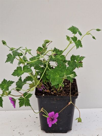 Garten-Storchschnabel Geranium wallichianum 'Pink Penny ®' im P9-Topf mit grünen Blättern und pinken Blütenknospen und Blüten.