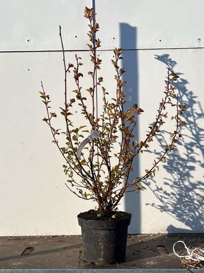 Physocarpus opulifolius 'Lady in Red ®' / Blasenspiere 'Lady in Red' 60-100 cm C5 im schwarzen Pflanztopf, aufrechter Strauch mit rötlichem Laub