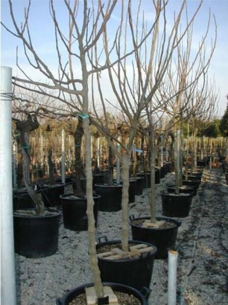 Echter Feigenbaum / Feige / Echter Feigenbaum / Feige