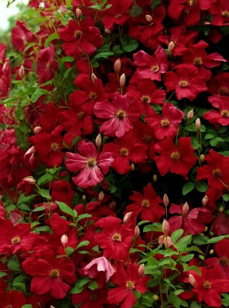 Waldrebe Clematis viticella 'Rubra' mit zahlreichen roten Blüten und Knospen an kletternden Trieben mit grünem Laub