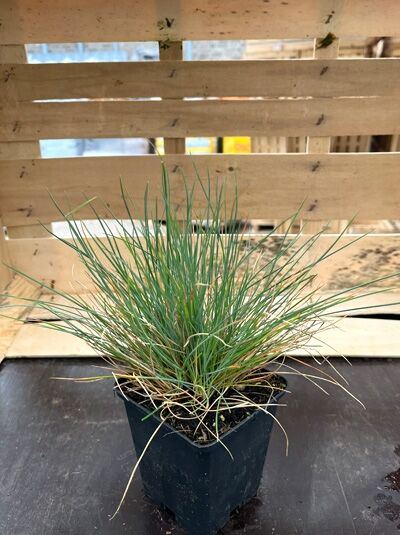 Blau-Schwingel 'Elijah Blue' (Festuca glauca 'Elijah Blue') im P9-Topf, dichte Horstform mit blaugrünen, schmalen Halmen