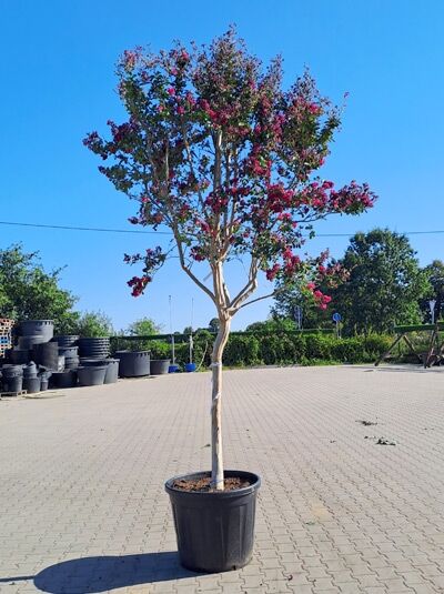 Indische Lagerströmie 'Fuchsia d'été' Halbstamm / Lagerstroemia indica 'Fuchsia d'été' ® (1577152)