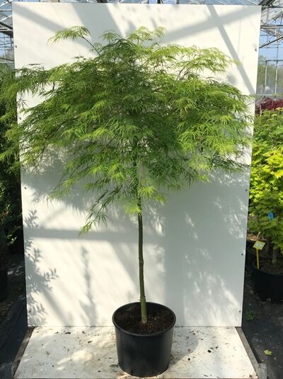 Japanischer Schlitz-Ahorn auf Stamm 100 cm (Acer palmatum 'Dissectum Viridis') im C20-Container, grünes fein geschlitztes Laub.