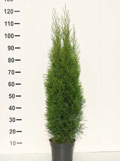 Lebensbaum &#039;Smaragd&#039; / Smaragd-Lebensbaum / Thuja occidentalis &#039;Smaragd&#039;