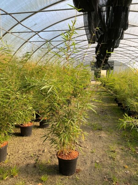 Schirmbambus / Zebrabambus 'Campbell' / Schirmbambus / Zebrabambus 'Campbell'