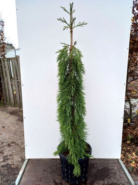Überhängender Mammutbaum / Sequoiadendron giganteum 'Pendulum'