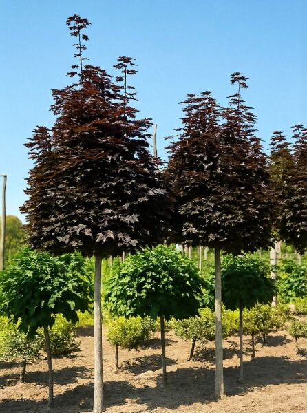 Spitz-Ahorn (Acer platanoides 'Crimson Sentry') Hochstamm 16-18 StU, schlanker Stamm mit dunkelrotem Laub im Container