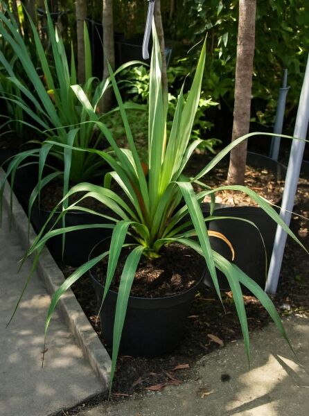 Yucca gloriosa (Kerzen-Palmlilie/Spanischer Dolch) 30–40 cm C7, im Topf, schmale grüne Blätter in Rosette