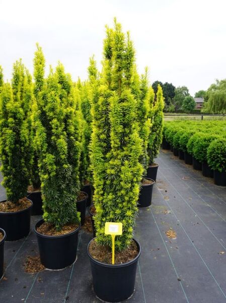Taxus baccata 'David' / Gelbe Säulen-Eibe 'David' 100-125 cm C20 im Container, säulenförmiger Wuchs mit gelbgrünen Nadeln