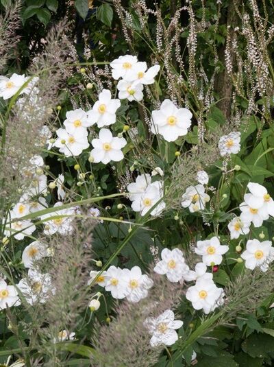 Herbst-Anemone 'Honorine Jobert' / Anemone japonica 'Honorine Jobert'