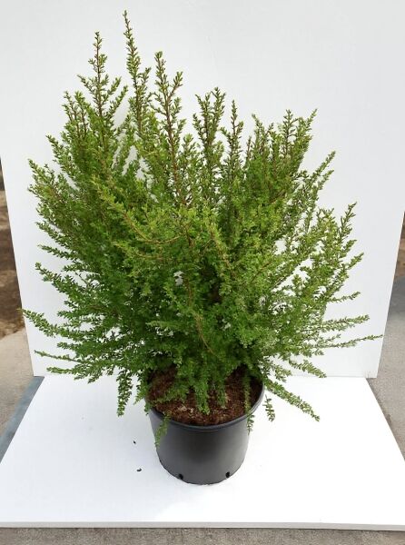 Ulmus parvifolia ’Sagei‘ / Fächer-Ulme ’Sagei‘, buschiger Strauch im Topf, 80–100 cm, C20