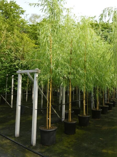 Salix alba 'Tristis' (Hänge-Weide, Trauer-Weide) Hochstamm 12-14 StU im Container, mit hängenden, schmalen Blättern.