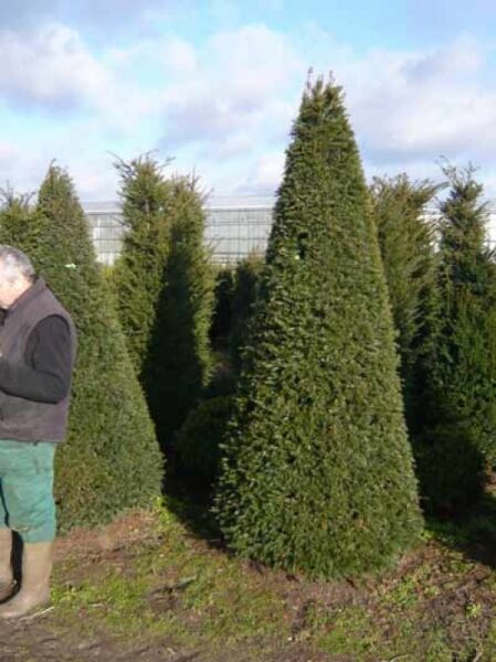 Taxus baccata „Kegel“, Heimische Eibe in kegelförmigem Wuchs als Solitärpflanze im Feldbestand.