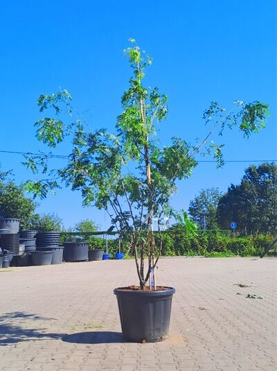 Gold-Gleditschie 250-300 cm Schirmform / Gleditsia triacanthos 'Sunburst' (1577122)