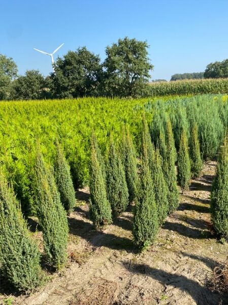 Heidewacholder 'Arnold' / Heidewacholder 'Arnold'