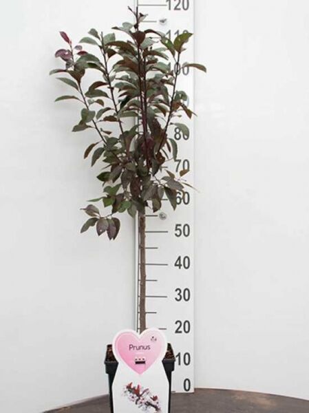 Prunus cistena Stämmchen, Zwerg-Blut-Pflaume, 60 cm Stamm, im C4-Topf mit dunkelrotem Laub