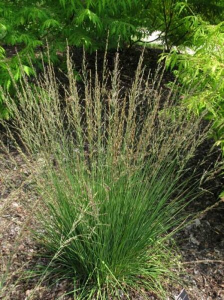 Kleines Pfeifengras 'Moorflamme' / Molinia caerulea 'Moorflamme'