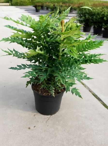 Mahonia media 'Winter Sun' / Mahonie 'Winter Sun' 50-80 cm C12, buschige Pflanze im Topf mit gezähnten, grünen Blättern