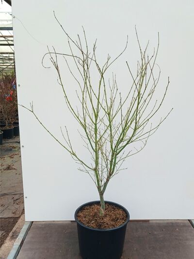 Fächerahorn 'Koto-no-ito' / Acer palmatum 'Koto-no-ito'