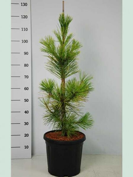 Pinus thunbergii 'Ogon' / Japanische Schwarzkiefer 'Ogon' 60-80 cm C20, junger Nadelbaum im schwarzen Topf mit Stützstab.