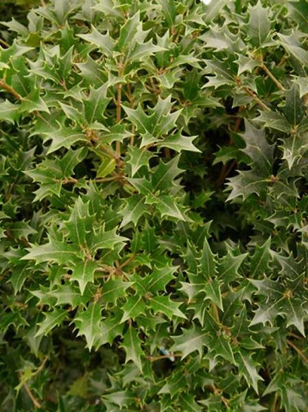 Osmanthus heterophyllus / Ilexblättrige Duftblüte