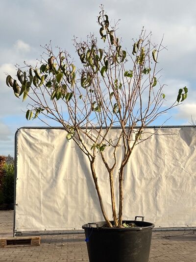 Sieben-Söhne-des-Himmels-Strauch 'mehrstämmig' 200-250 / Heptacodium miconioides (874853)