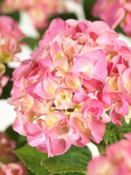 Bauern-Hortensie 'Rosita ®' / Hydrangea macrophylla 'Rosita ®'